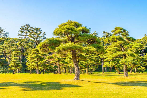 Bonsai drzewa w ogrodzie pałacu cesarskiego w Tokio miasta Japonii