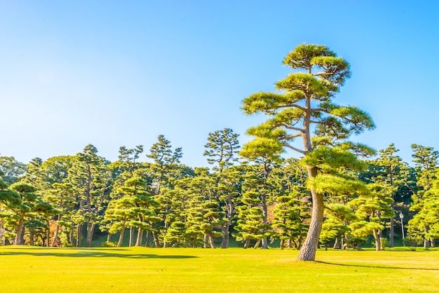 Bonsai drzewo w ogródzie cesarski pałac przy Tokyo miastem Japonia