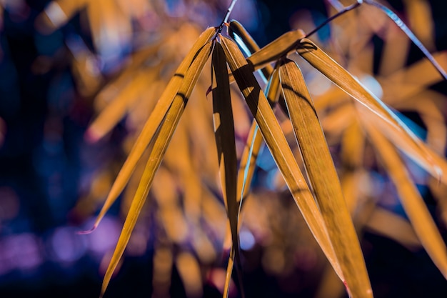 Botaniczne liście bambusa