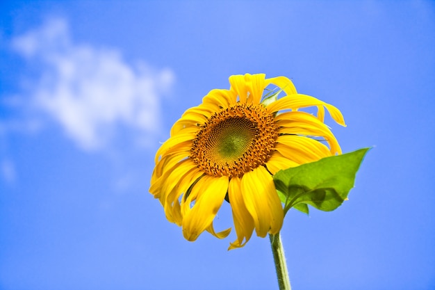 Bezpłatne zdjęcie botanika żółty błękitny lato natura