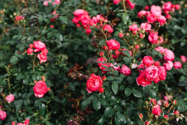 Brautiful różowe kwiaty rosnące na roślinę