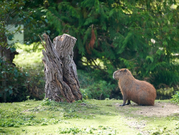 Brązowa kapibara siedząca przy pniu drzewa w zoo