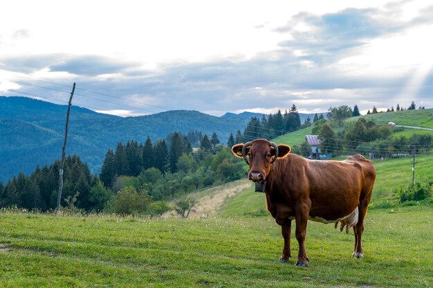 Brązowa krowa pasąca się na porośniętym trawą wzgórzu w pobliżu lasu