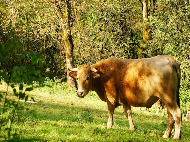 Brązowa krowa pasąca się na zielonym polu otoczonym drzewami