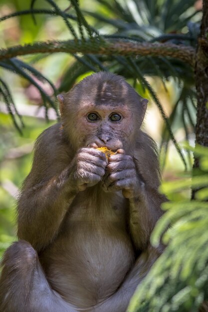 Brązowa małpa siedzi na drzewie i je banana