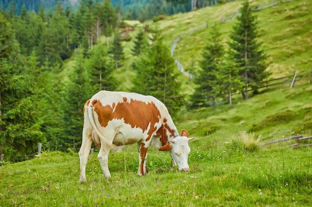 Brązowe i białe krowy na pięknej zielonej łące alpejskiej w górach Austrii na tle