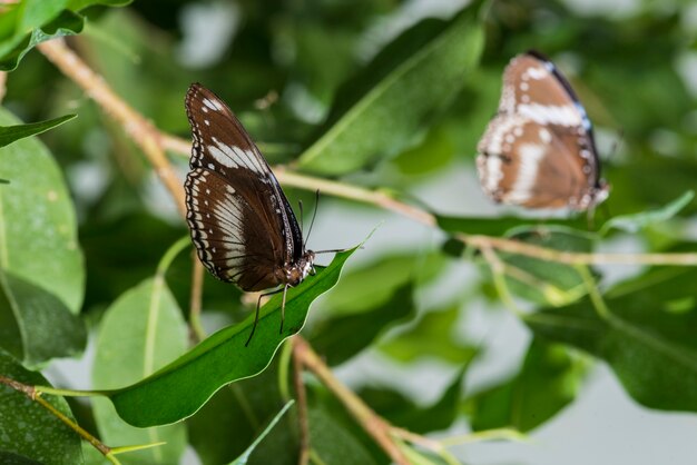 Brązowe motyle umieszczone na liściach