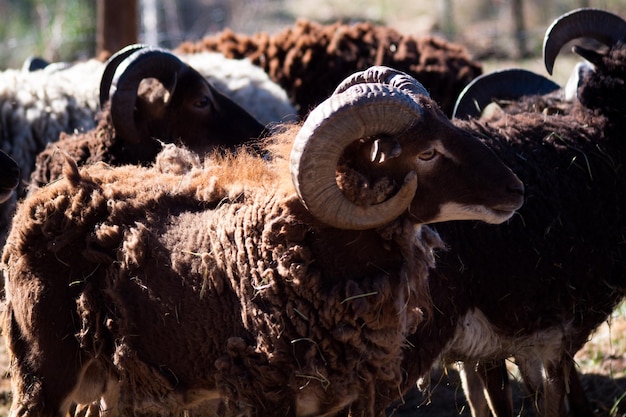 Brązowe owce bighorn wypasane w gospodarstwie.