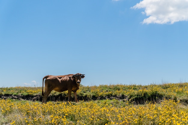 Brązowy byk pasący się na pastwisku w słoneczny dzień