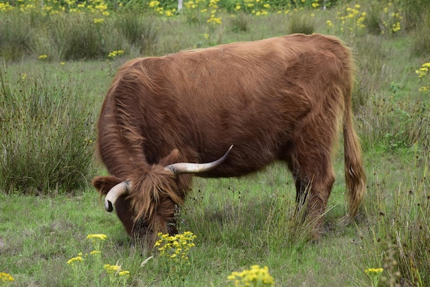 Brązowy byk pasący się na zielonych polach