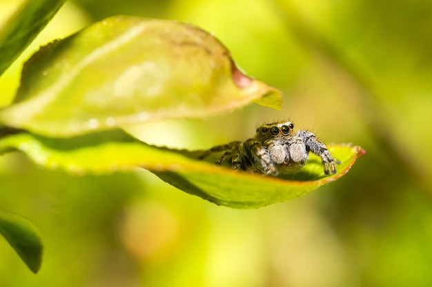 Brązowy i czarny owad na zielonym liściu