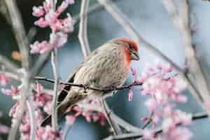 Bezpłatne zdjęcie brązowy i czerwony ptak na różowym kwiecie