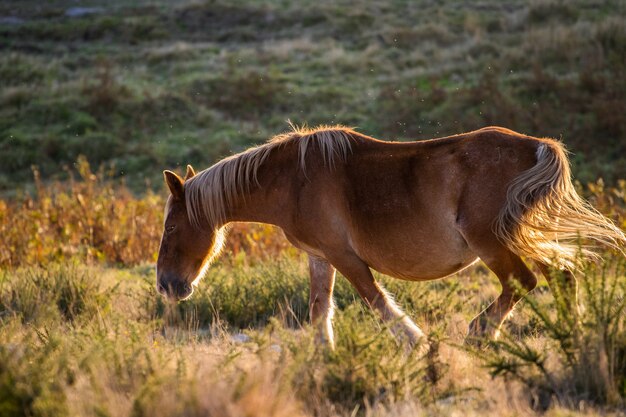 Brązowy koń biegnie w pustym polu z zielenią w tle