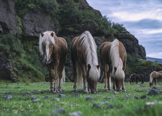 Brązowy koń je trawy na zielonym polu trawy w ciągu dnia