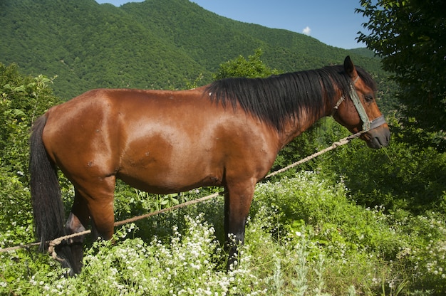 brązowy koń na łące stojącej na trawie w ciągu dnia.