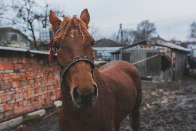 Brązowy koń na podwórku