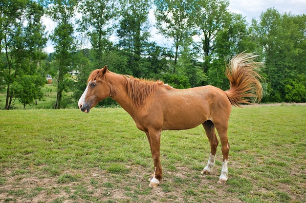 Bezpłatne zdjęcie brązowy koń stojący na zielonym krajobrazie obok drzew
