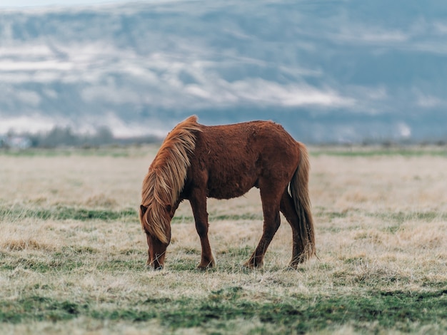 Bezpłatne zdjęcie brązowy koń w polu otoczonym trawą pod słońcem
