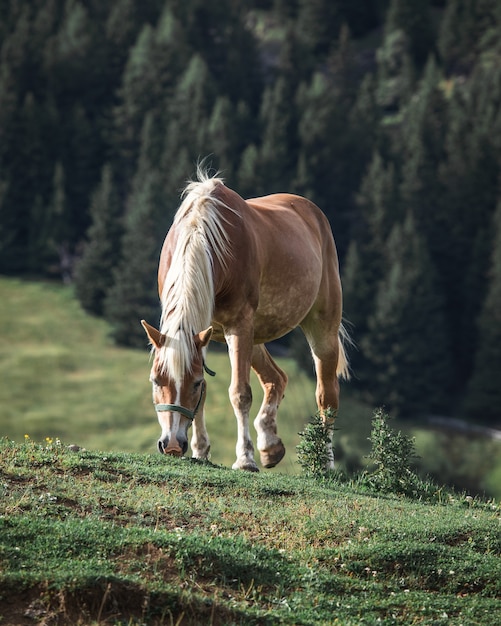 Brązowy koń z białą grzywą jedzący trawę na wzgórzu z sosnami na tle