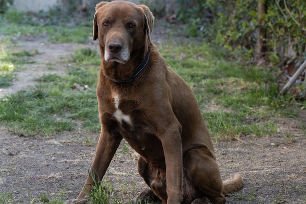 Brązowy ładny labrador retriever w ogrodzie