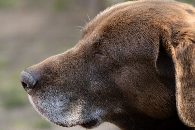 Brązowy ładny labrador retriever w ogrodzie