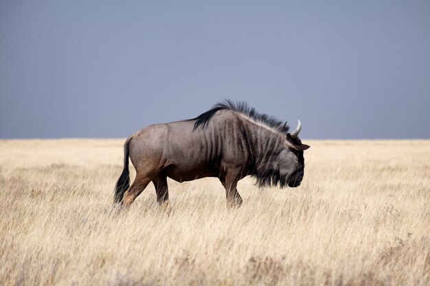 Brown gnu odprowadzenie w trawiastym polu pod niebieskim niebem