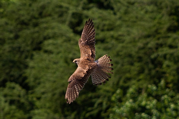 Brown Goshawk schwytany w locie