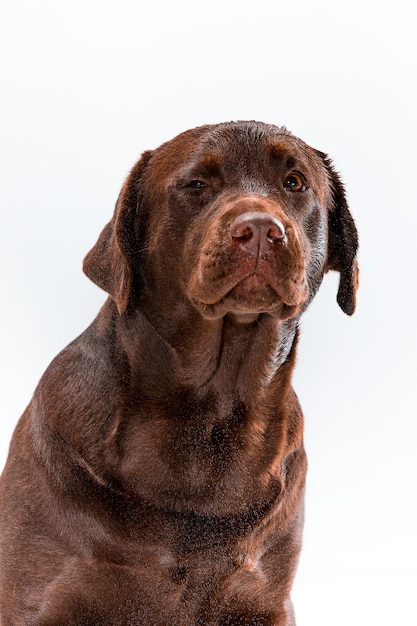 Brown Labrador retriever na bielu