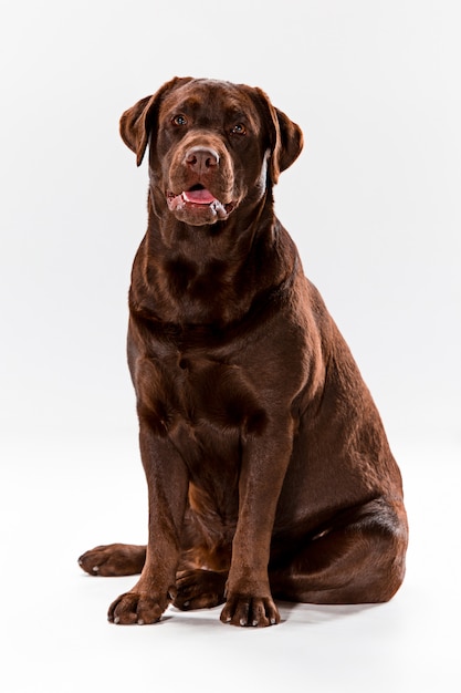 Brown Labrador retriever na bielu