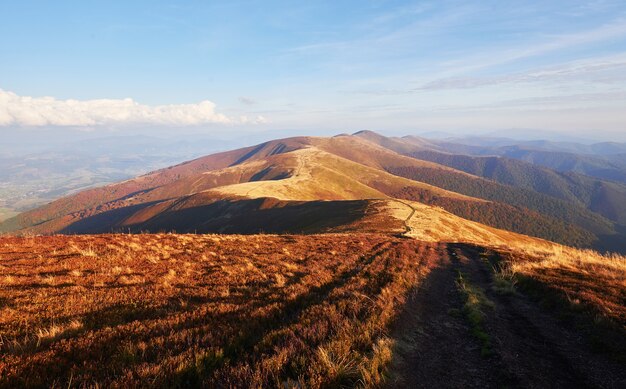 Brzozowy las w słoneczne popołudnie podczas jesieni. Jesienny krajobraz. Ukraina. Europa