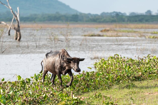 Buffalo obok rzeki