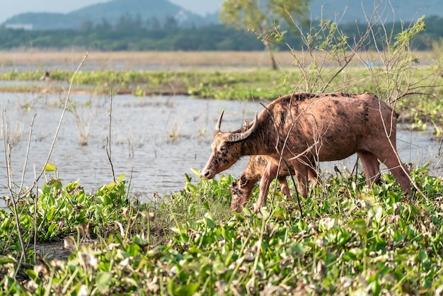 Buffalo picie przez rzekę