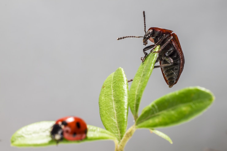 Bezpłatny plik Zdjęcie bug i biedronka siedzi na zielonej roślinie