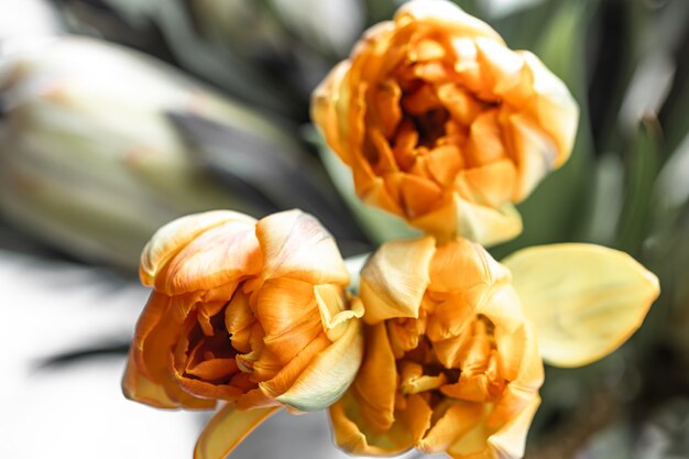 Bukiet egzotycznych kwiatów protei królewskiej i jasnych tulipanów. Rośliny tropikalne w składzie florystycznym.