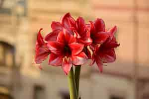 Bezpłatne zdjęcie bukiet kwiatów charisma amaryllis. bukiet naturalny. s