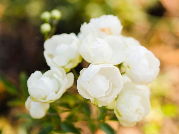 Bukiet kwitnących białych róż