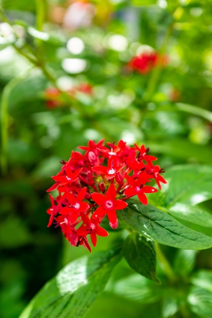 Bukiet małych czerwonych kwiatów roślin