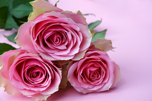 Bukiet pięknych róż na białym tle na różowym tle
