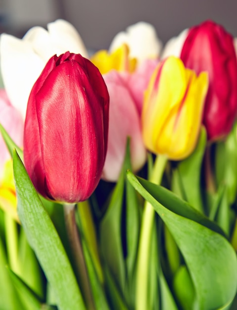 Bukiet świeżych wielokolorowych kwiatów tulipanów