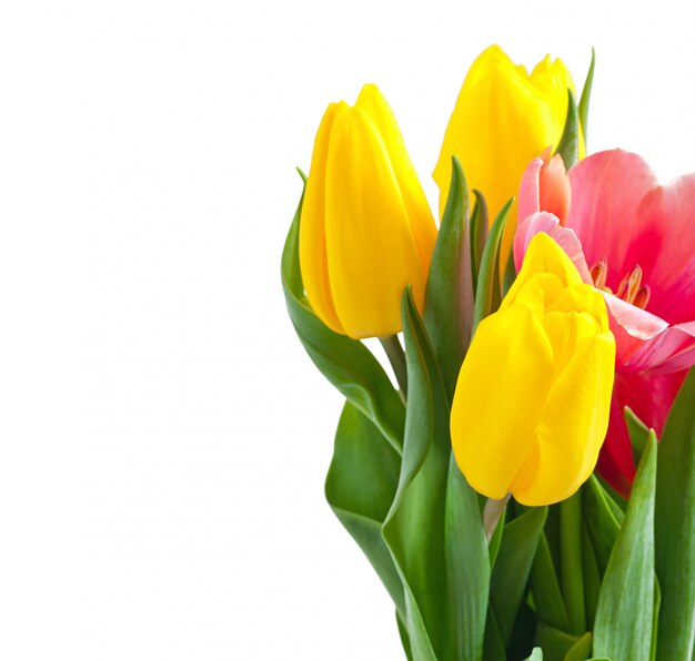 Bukiet tulipanów na białym tle