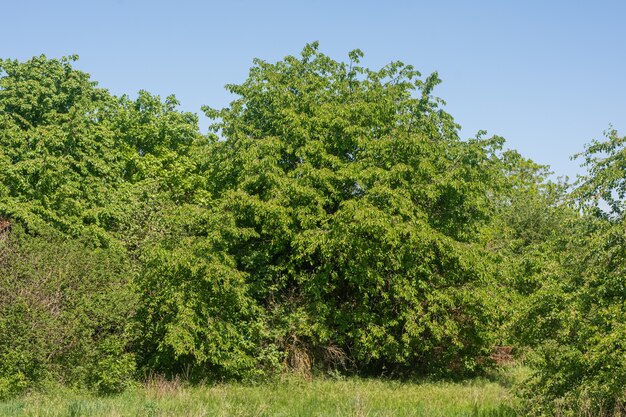 Bukiet zielonych drzew w parku z trawą na pierwszym planie pod błękitnym niebem