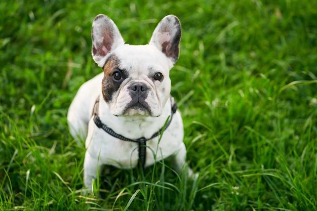 Buldog francuski siedzi na zielonej trawie na zewnątrz