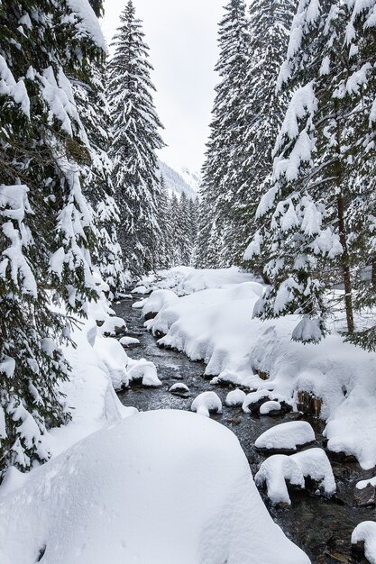 Burzliwe bystrza rzeczne w malowniczym lesie zimą. Magiczny krajobraz