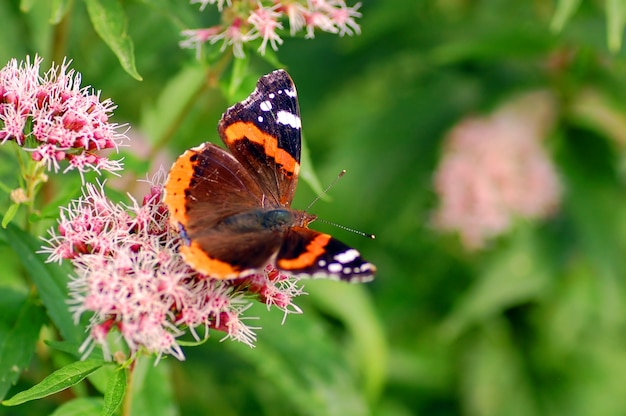 Butterfly z otwartymi skrzydłami