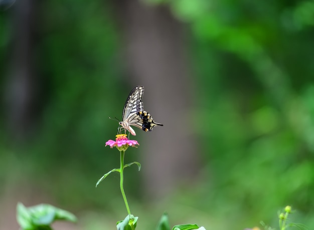 Butterfly z rozmycie tła