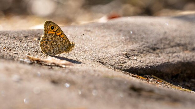 Butterfy Waldbrettspiel (Pararge aegeria)