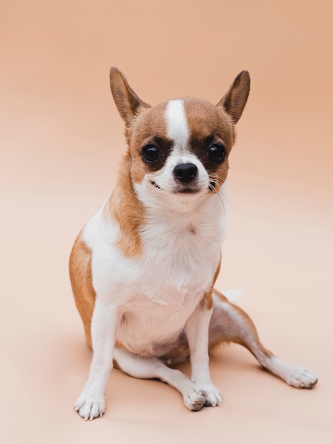 Buźka pies z zaalarmowanymi uszami siedzi