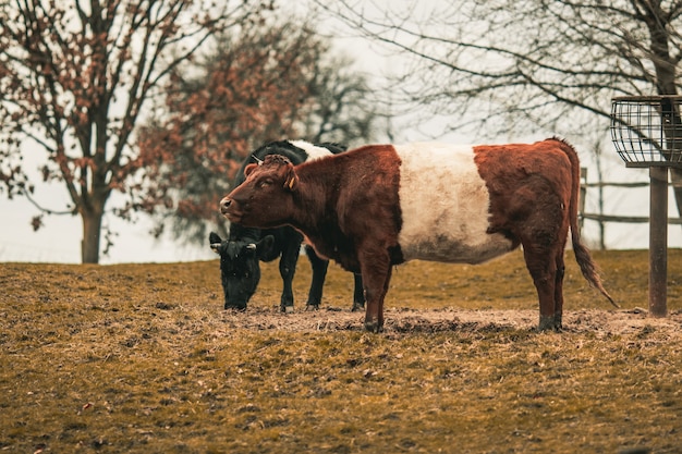 Byki na polu otoczonym zielenią pod słońcem