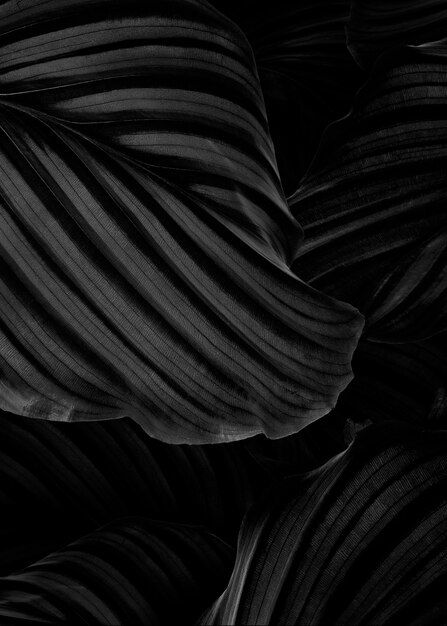 Calathea Orbifolia naturalne liście tło