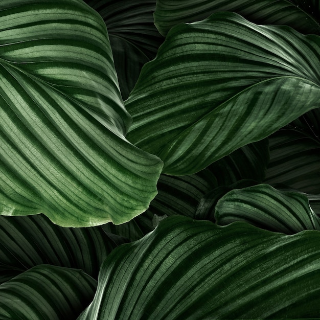 Bezpłatne zdjęcie calathea orbifolia zielone liście naturalne tło